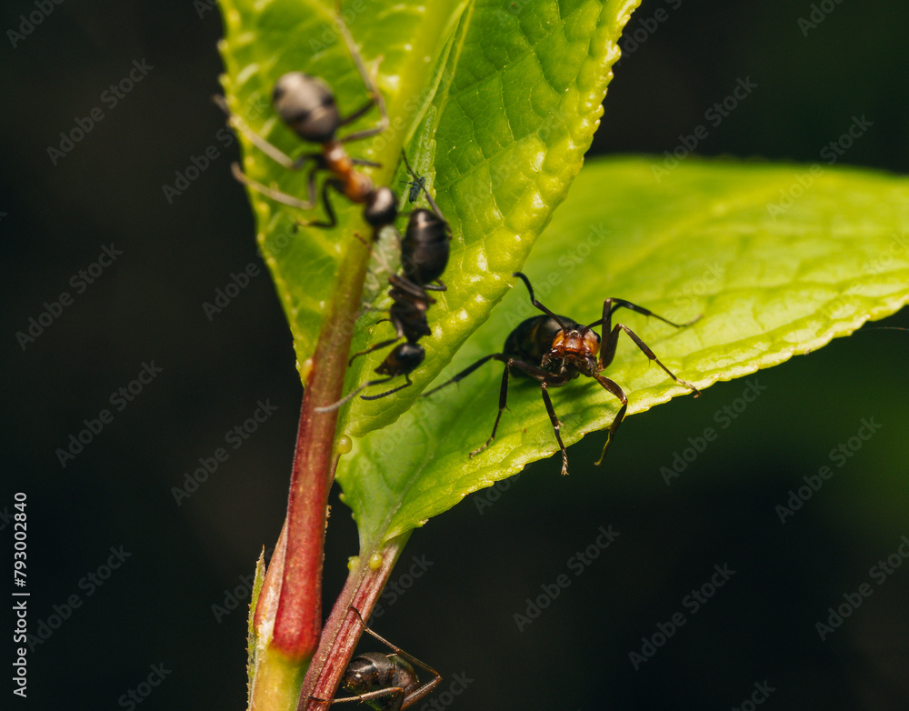 Fototapeta premium black ant in the garden