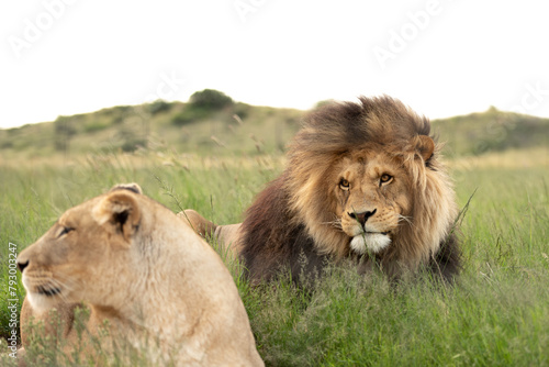 Big lion with beautiful mane watching his lioness laying in front of him