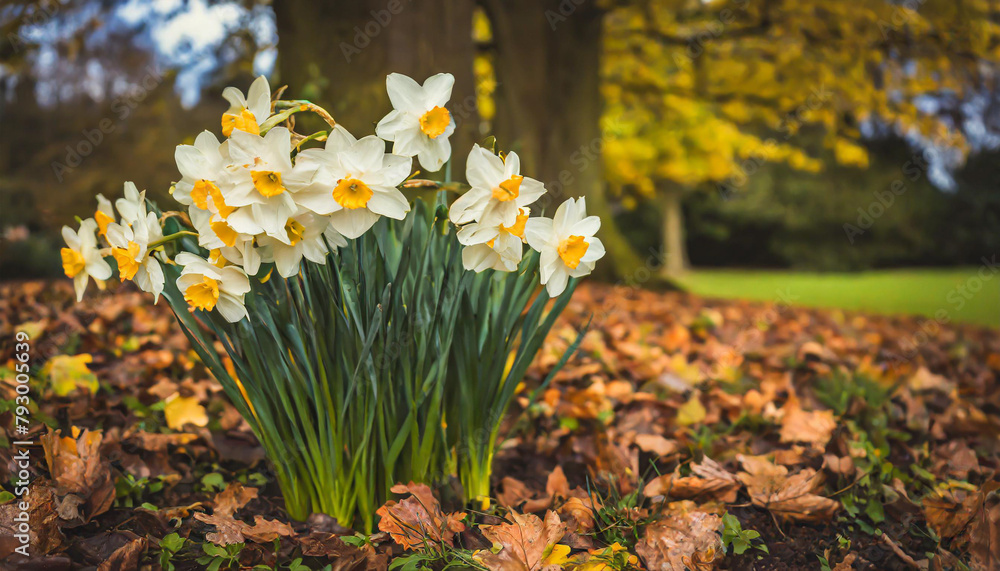little bush of daffodils with flowers surrounded by fallen leaves little bush of daffodils with flowers surrounded by fallen leaves
