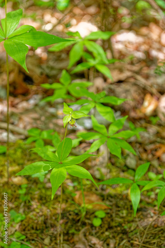 Indian cucumber plant in the forest © Sandra Burm