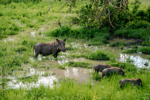 Canvas-taulu Warthog with its babies in wild habitat.