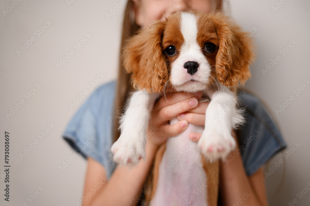 Portrait of purebred Cavalier King Charles Spaniel puppy in hands of girl.Cute pet in hands of its owner. Friendship between pet and person, care, love for animals.