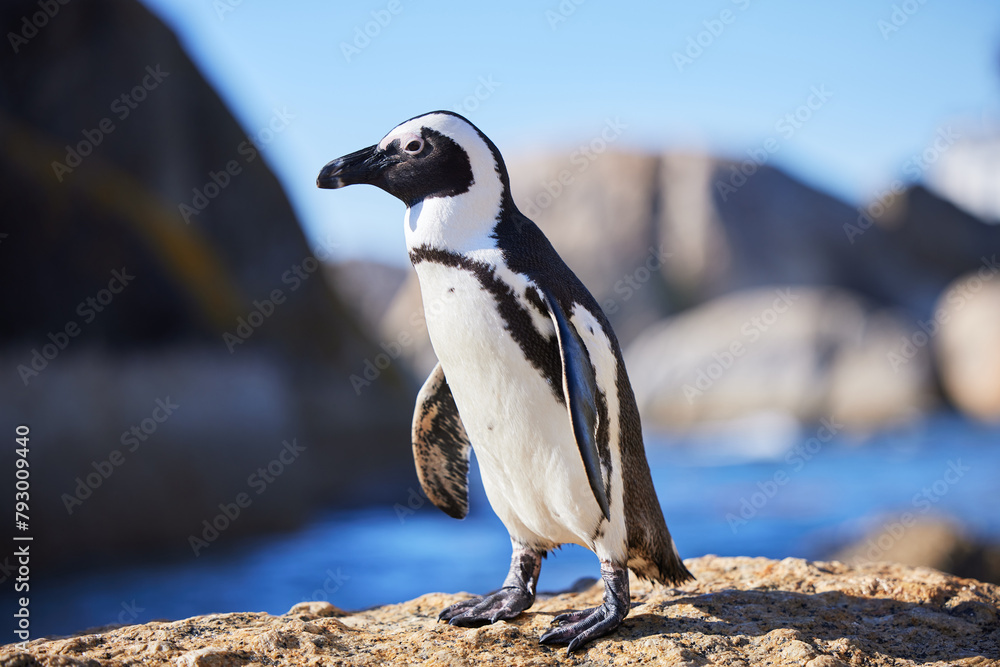 Fototapeta premium African penguin, beach or nature with environment, summer or landscape with aquatic flightless birds. Seaside, ocean or animal with ecology, habitat or conservation for endangered species or wildlife