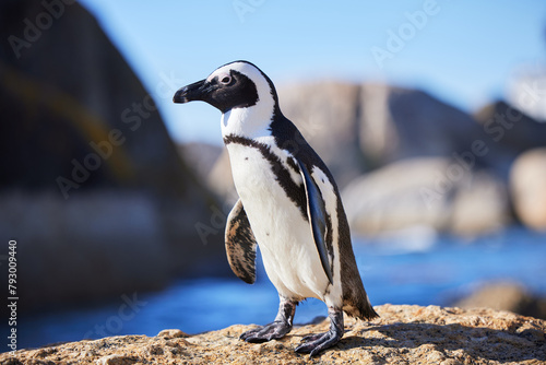 African penguin, beach or nature with environment, summer or landscape with aquatic flightless birds. Seaside, ocean or animal with ecology, habitat or conservation for endangered species or wildlife