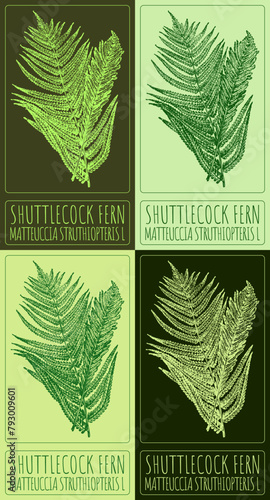Set of vector drawing SHUTTLECOCK FERN in various colors. Hand drawn illustration. The Latin name is MATTEUCCIA STRUTHIOPTERIS L.
 photo