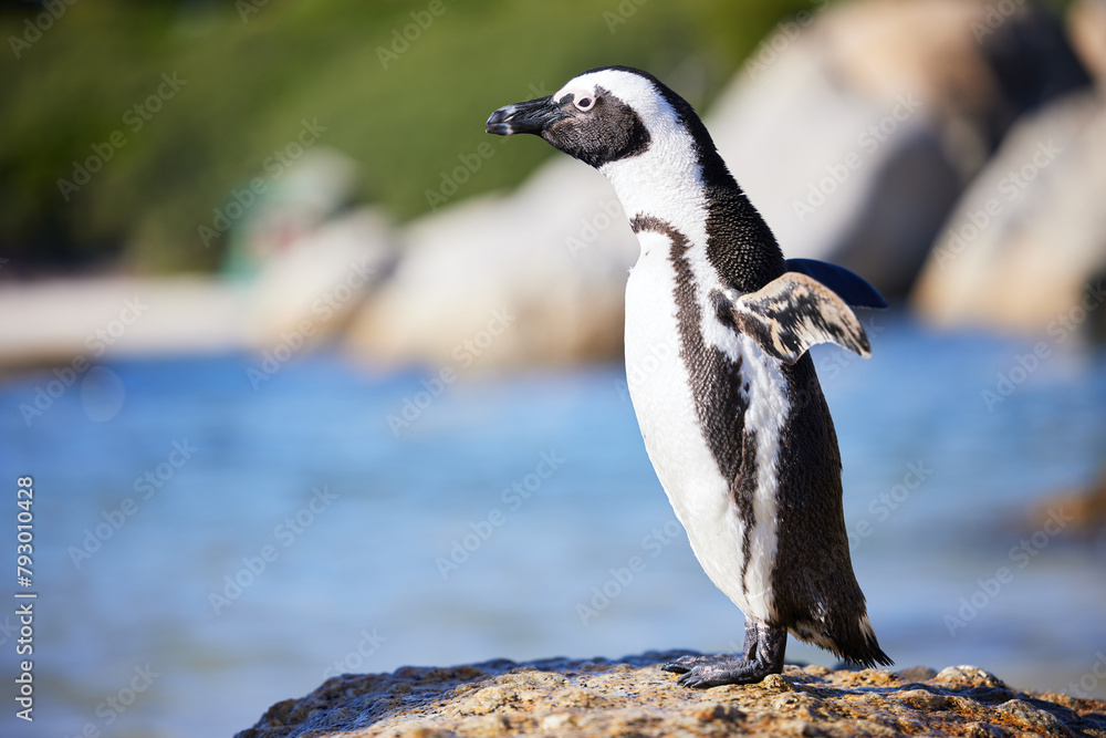 Fototapeta premium African, penguins and rock at beach at reserve as bird with short feathers for health or balance of ecosystem. Marine, animal and ocean with tuxedo for safety or protection from prey in Namibia