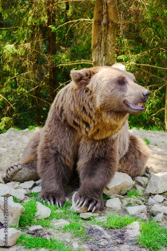 cute brown bear of carpathian forest. funny wild animal sitting on the ground