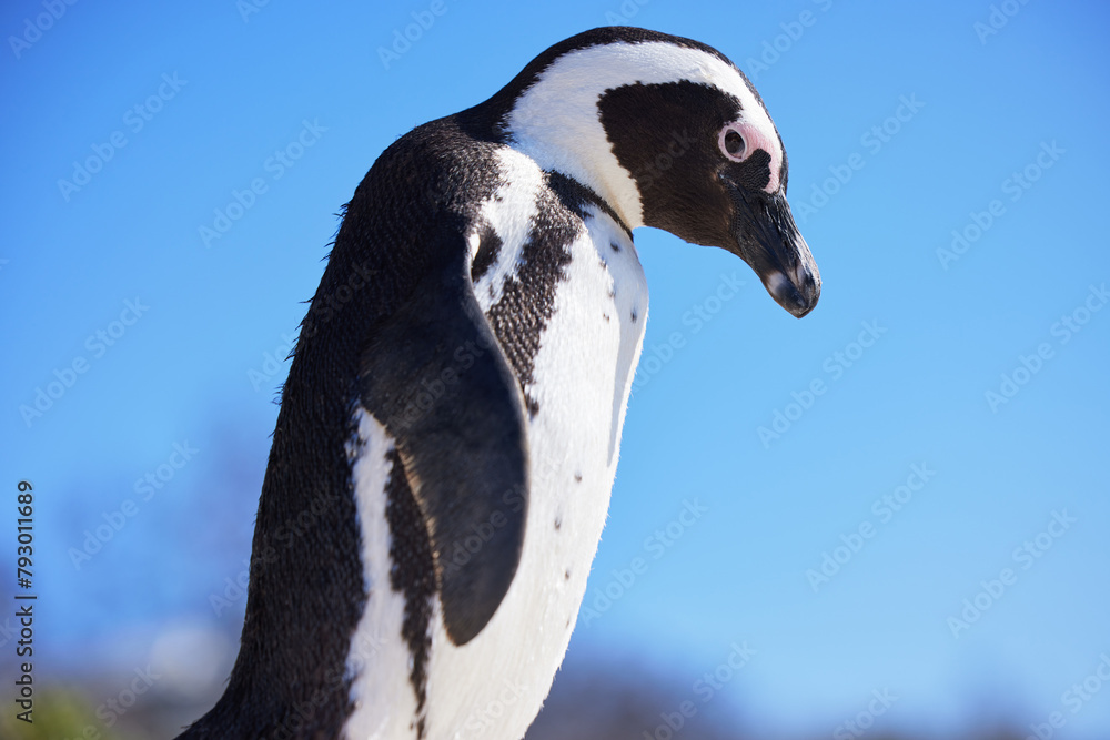 Fototapeta premium Penguin, zoo and animal in nature for environment, ecology or marine wildlife at beach. Biology, endangered species and bird outdoor for conservation, natural habitat or ecosystem at aquarium