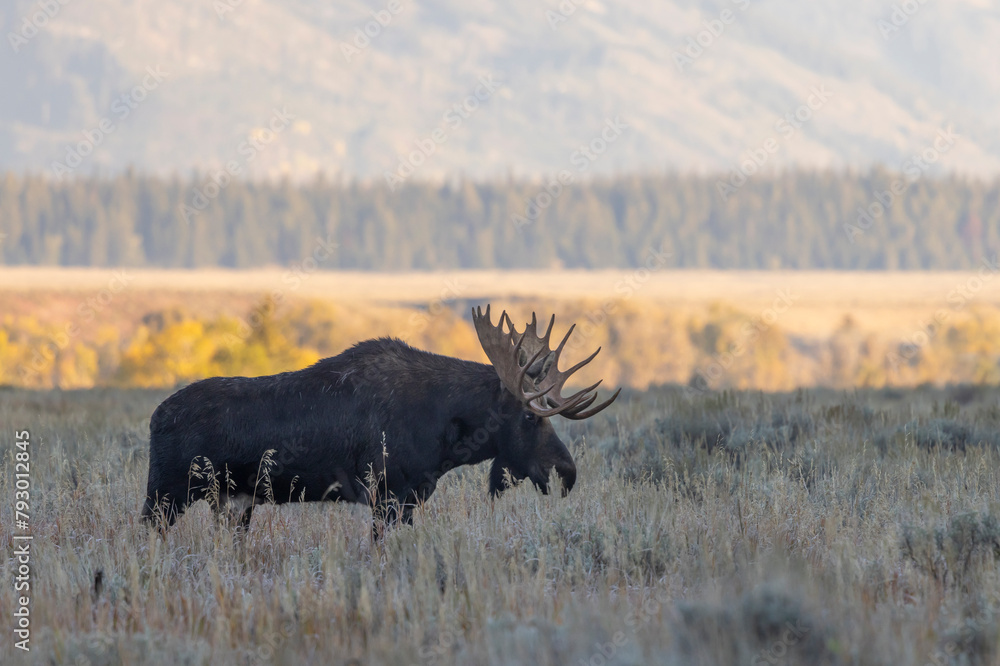 Bull Moose During the Rut in Autumn in Wyoming Bull Moose During the Rut in Autumn in Wyoming