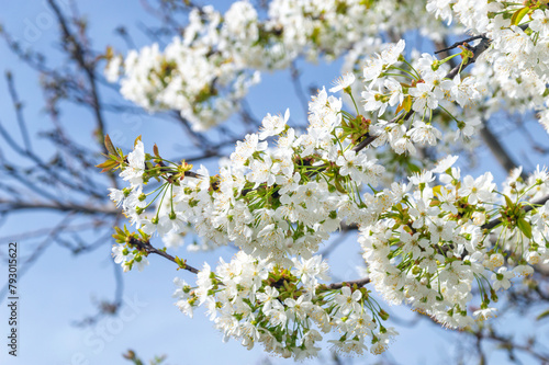 White flowers, blooming cherry tree in the garden.