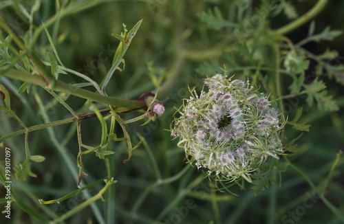 Floral. Top view of Daucus carota, also known as wild carrot, passed flower with seeds.	
