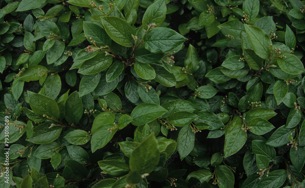 Green leaves of evergreen bush close up as dark floral botanical natural background pattern wallpaper backdrop, Cotoneaster lucidus, the shiny cotoneaster, or hedge cotoneaster Green leaves of evergreen bush close up as dark floral botanical natural background pattern wallpaper backdrop, Cotoneaster lucidus, the shiny cotoneaster, or hedge cotoneaster