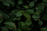 Green leaves of evergreen bush close up as dark floral botanical natural background pattern wallpaper backdrop, Cotoneaster lucidus, the shiny cotoneaster, or hedge cotoneaster, medium-sized shrub