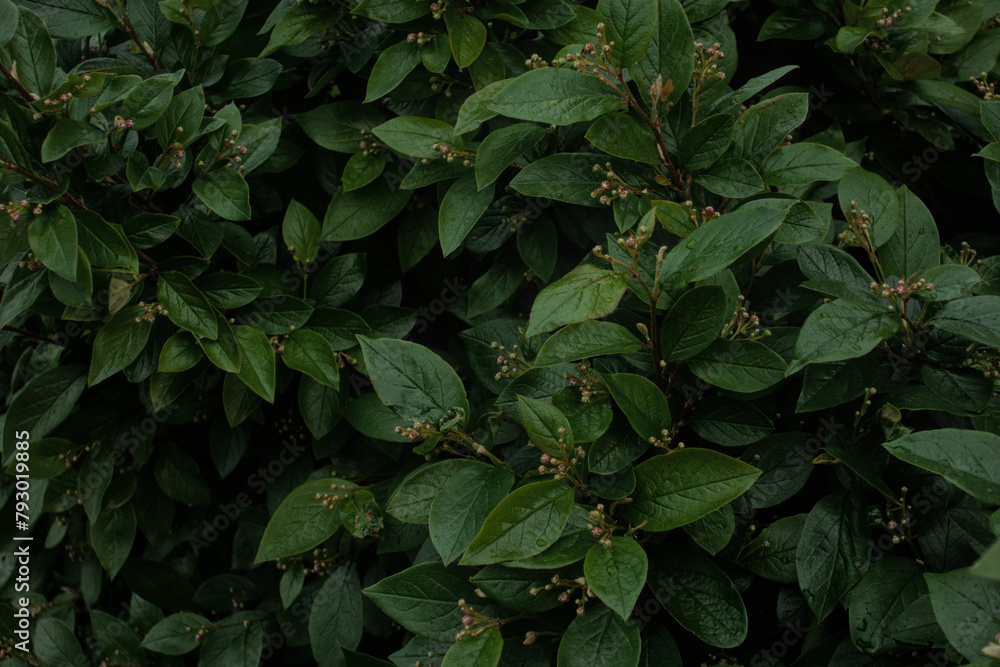 Green leaves of evergreen bush close up as dark floral botanical natural background pattern wallpaper backdrop, Cotoneaster lucidus, the shiny cotoneaster, or hedge cotoneaster Green leaves of evergreen bush close up as dark floral botanical natural background pattern wallpaper backdrop, Cotoneaster lucidus, the shiny cotoneaster, or hedge cotoneaster
