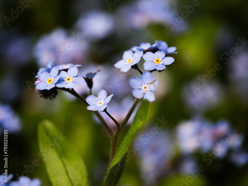 Forget me not flowers in full bloom on rainy day on green foliage background
