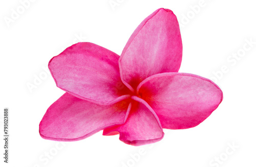 plumeria flowers isolated