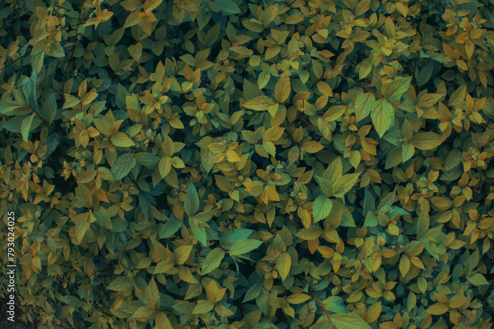 Green bush plant leaves close up as dark mysterious floral botanical natural autumn grainy backdrop background pattern wallpaper toned in warm colors tones Green bush plant leaves close up as dark mysterious floral botanical natural autumn grainy backdrop background pattern wallpaper toned in warm colors tones