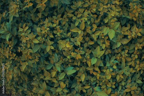 Green bush plant leaves close up as dark mysterious floral botanical natural autumn grainy backdrop background pattern wallpaper toned in warm colors tones