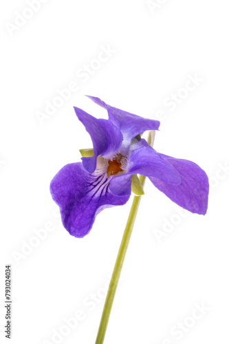 forest violet flowers isolated photo