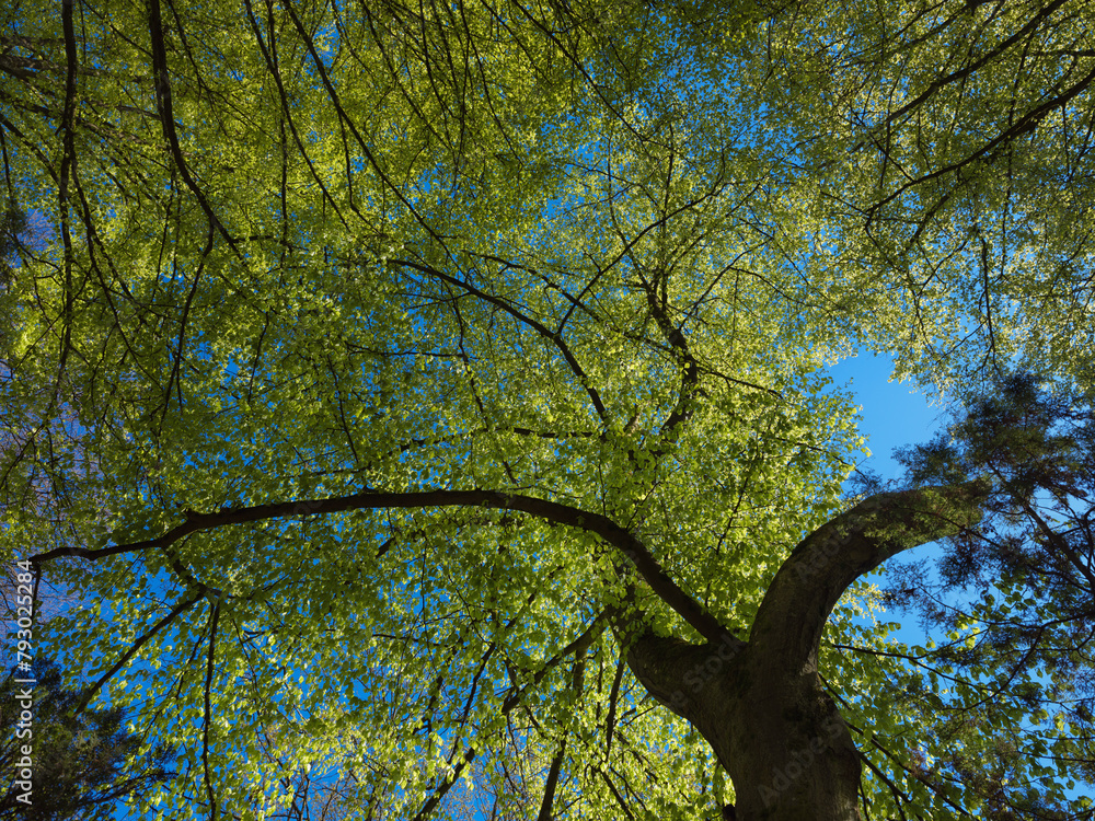 Feinste Farben, frisches Baumgrün junge Blätter im Wald, Park Feinste Farben, frisches Baumgrün junge Blätter im Wald, Park