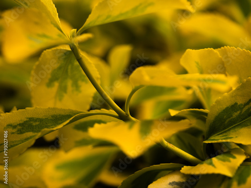 Japanese spindle yellow leaves bokeh