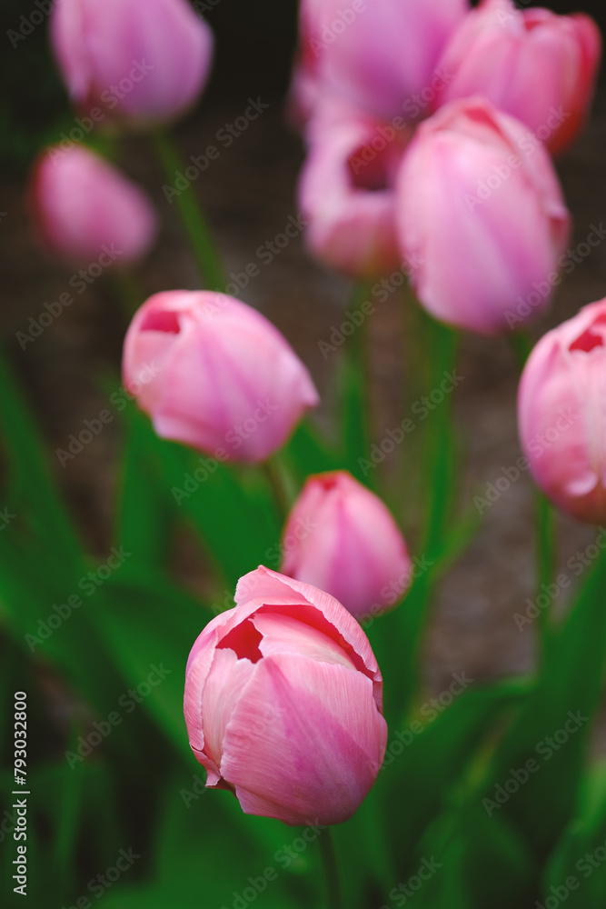 Fototapeta premium Pink Tulips Flowers With Green Leaves in Bloom