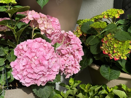 Hydrangea flowers pink and green blossoms.