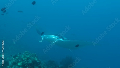 Manta Ray, Raja Amat, Indonesia