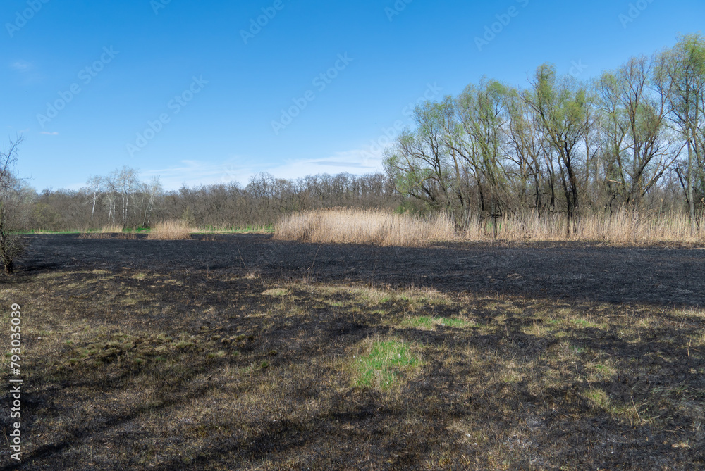 Meadow with burnt dry grass and black ash. Field with scorched reed grass is aftermath wild fire. Natural disaster and environment pollution problem. Destruction of insects and slash-burn agriculture. Meadow with burnt dry grass and black ash. Field with scorched reed grass is aftermath wild fire. Natural disaster and environment pollution problem. Destruction of insects and slash-burn agriculture.