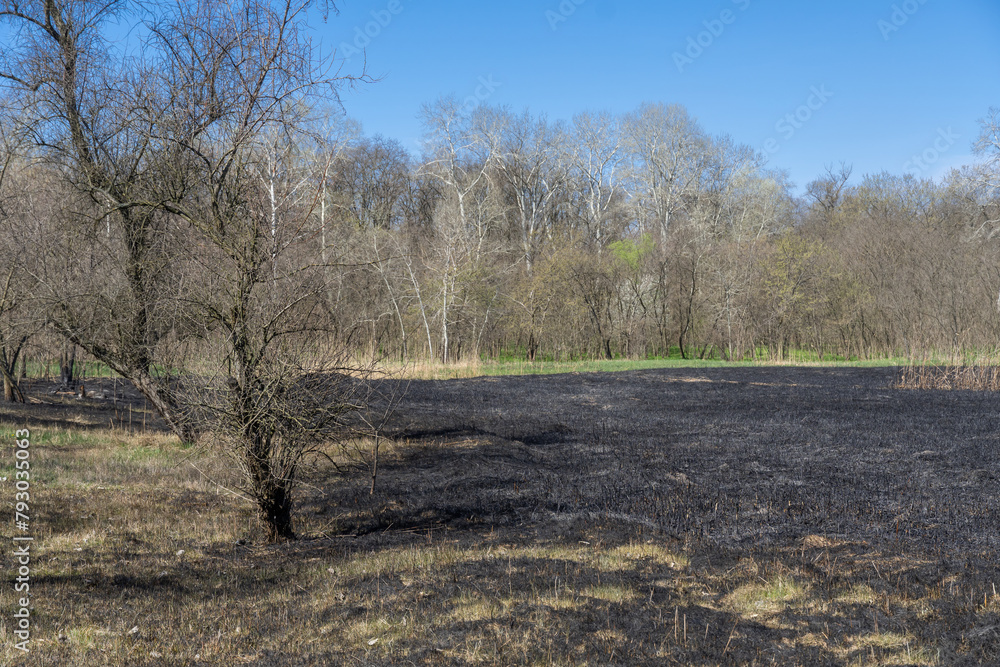 Meadow with burnt dry grass and black ash. Field with scorched reed grass is aftermath wild fire. Natural disaster and environment pollution problem. Destruction of insects and slash-burn agriculture. Meadow with burnt dry grass and black ash. Field with scorched reed grass is aftermath wild fire. Natural disaster and environment pollution problem. Destruction of insects and slash-burn agriculture.