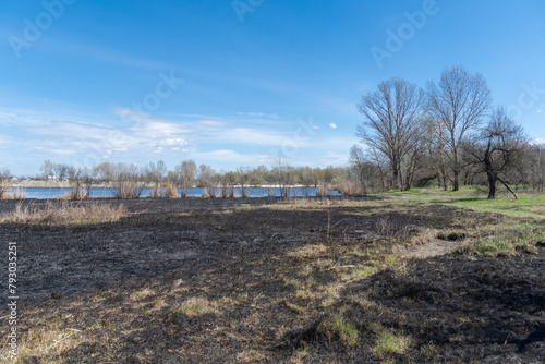 Meadow with burnt dry grass and black ash. Field with scorched reed grass is aftermath wild fire. Natural disaster and environment pollution problem. Destruction of insects and slash-burn agriculture. © IhorStore
