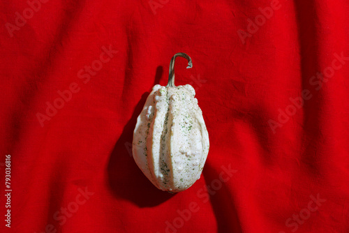 One Pumpkin or gourd of ugly shapes, top view on red textile tablecloth. Autumn flat lay composition with ornamental pumpkin white colored, minimal, sunlight trend shadow, copy space, still life