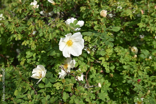 Rosa alba au jardin au printemps