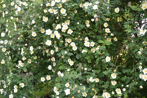 Rosa alba à petites fleur au printemps