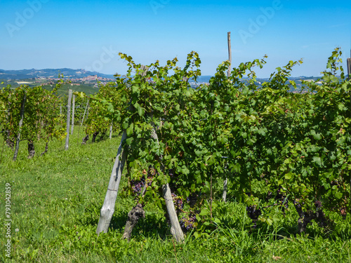 Panoramic view of the famous vineyard during summer in Langhe wine region of Piedmont (Piemonte), Italy, Europe.  Luxury couple get away vacation. Romantic tranquil atmosphere in rural area