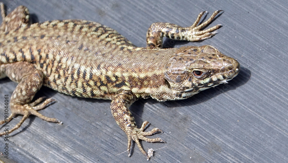 Naklejka premium Gros plan sur un lézard des murailles