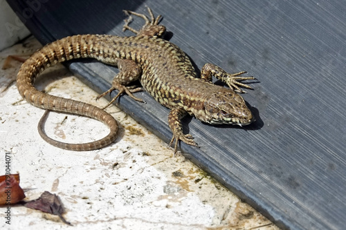 Gros plan sur un lézard des murailles