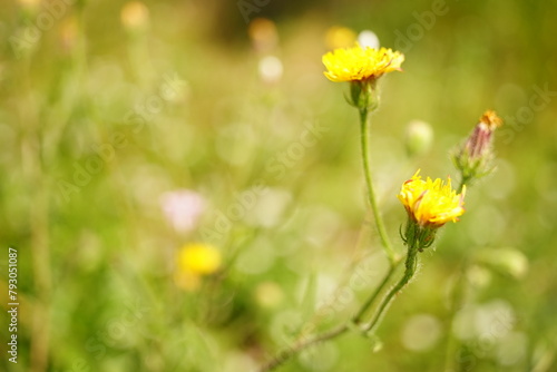 Yellow wild flowers grows in sunny summer garden