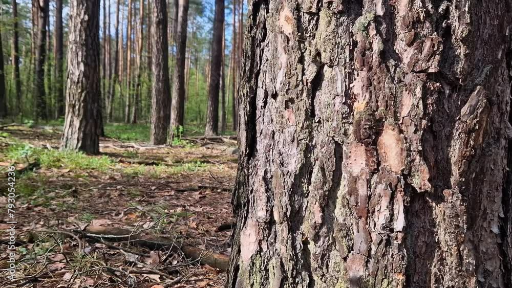 Pine trunk, bark close-up. Wood, details. Summer forest. Tree trunk on a blurred pine forest background Pine trunk, bark close-up. Wood, details. Summer forest. Tree trunk on a blurred pine forest background