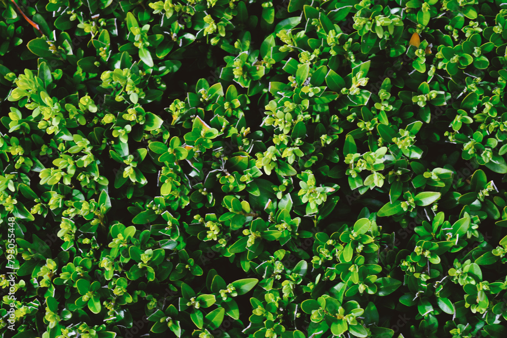 Obraz premium Close Up of Green Leafed Bush