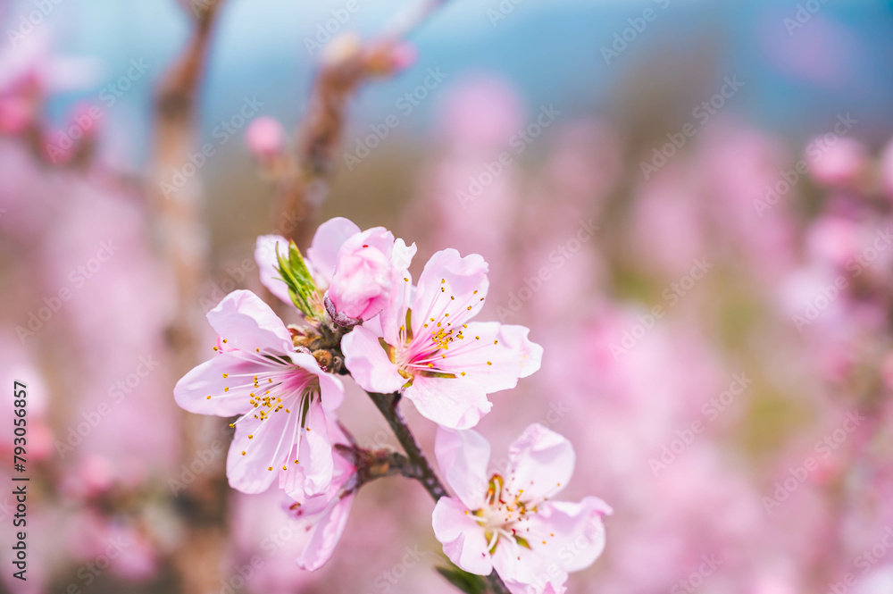春に咲く桃の花