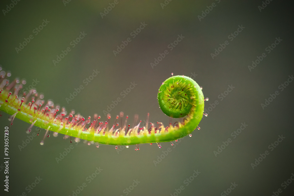 Drosera capensis, or Cape sundew, carnivorous plant, macro view. This plant produces strap-like leaves covered in brightly coloured tentacles which secrete a sticky mucilage that traps arthropods. Drosera capensis, or Cape sundew, carnivorous plant, macro view. This plant produces strap-like leaves covered in brightly coloured tentacles which secrete a sticky mucilage that traps arthropods.