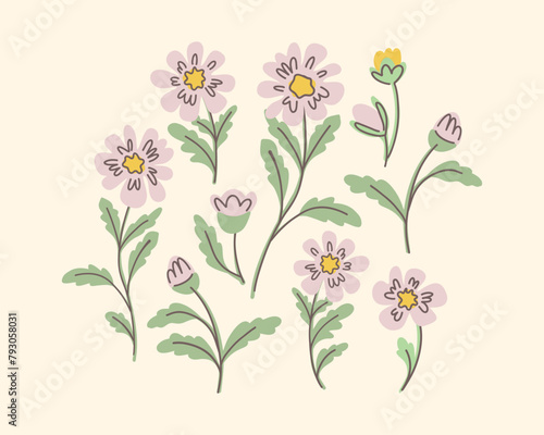 Beautiful set flower collection with anemones  cosmea  chamomile  leaves  flower compositions.