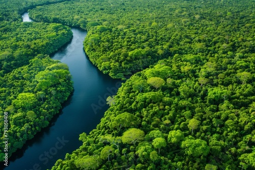 A tropical forest with a river running through it