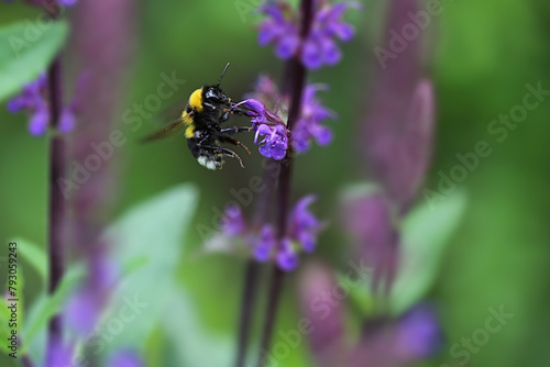 A Bumblebee collects nectar from a flower © Stefano
