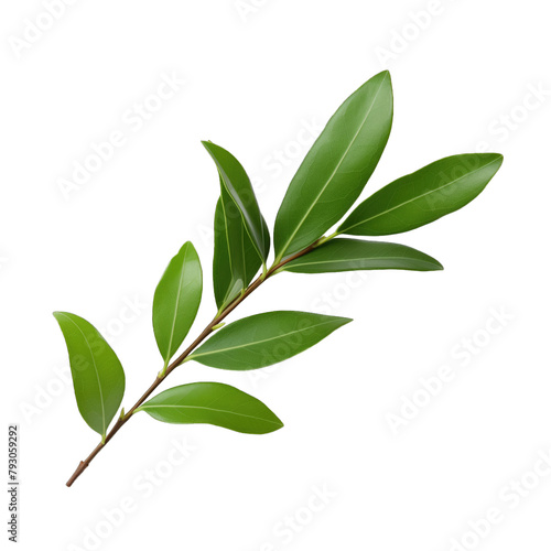 A branch of Laurel isolated on white background