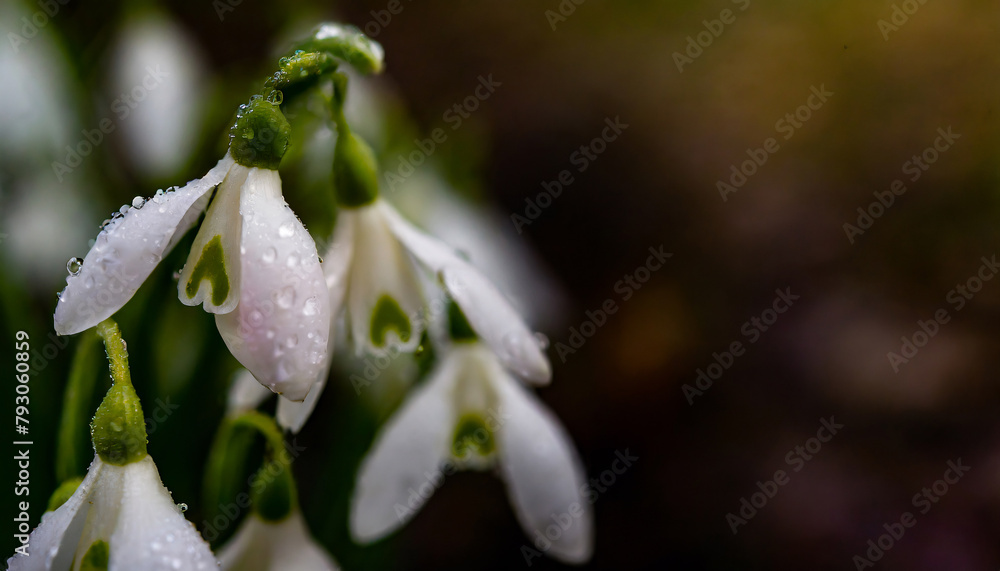 flowers snowdrops background , flowers closeup flowers snowdrops background , flowers closeup