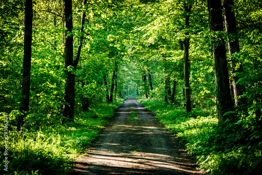Dirt road winding through dense forest with lush green foliage and tall trees Dirt road winding through dense forest with lush green foliage and tall trees