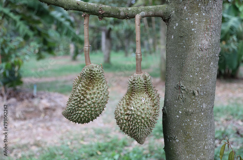 Durian fruits on tree in durian garden