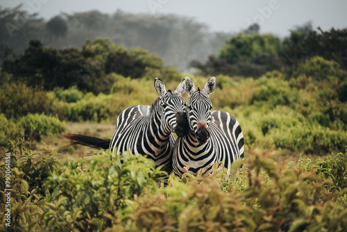 A pair of zebras in Mount Longonot National Park in Kenya
